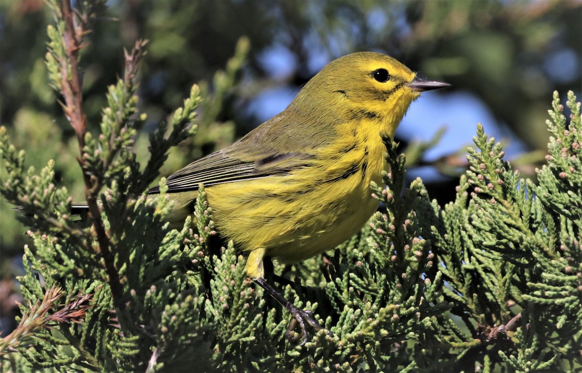 Prairie Warbler - ML496005631