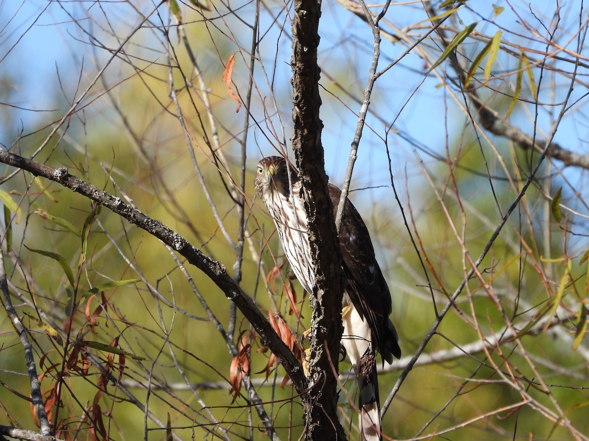 Cooper's Hawk - ML496006301