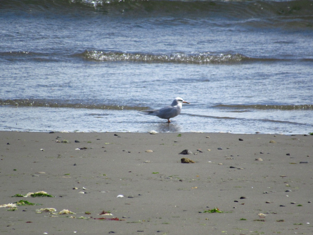 Snowy-crowned Tern - ML496007211