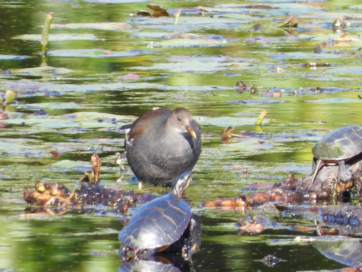 Common Gallinule - ML496007551