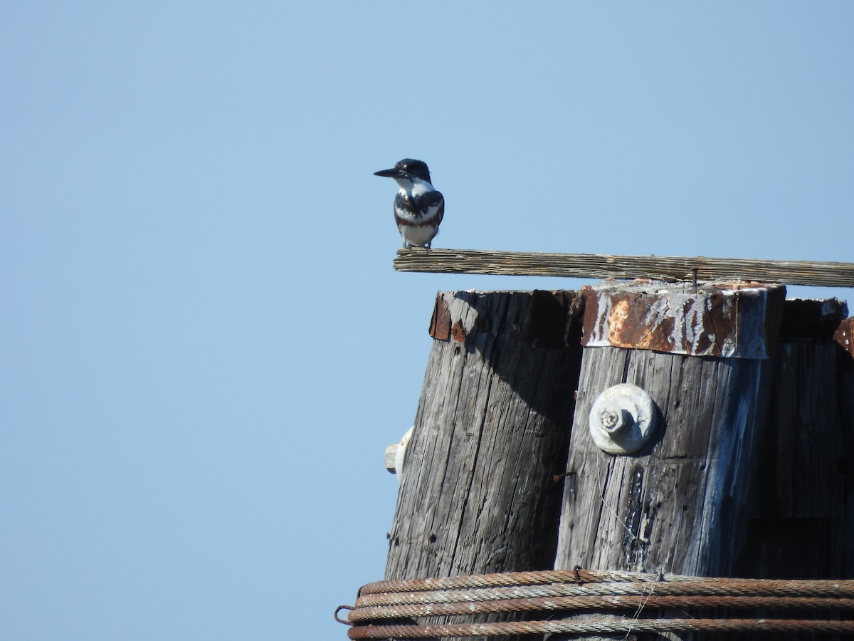 Belted Kingfisher - ML496007801