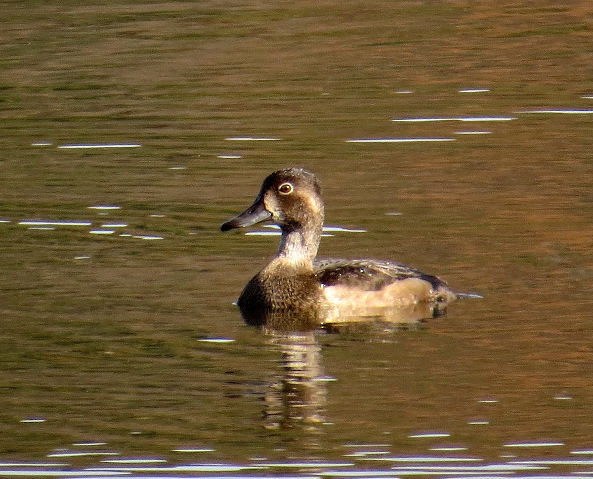 Ring-necked Duck - ML496008401