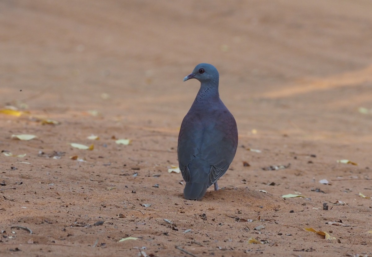 Malagasy Turtle-Dove - Stephan Lorenz