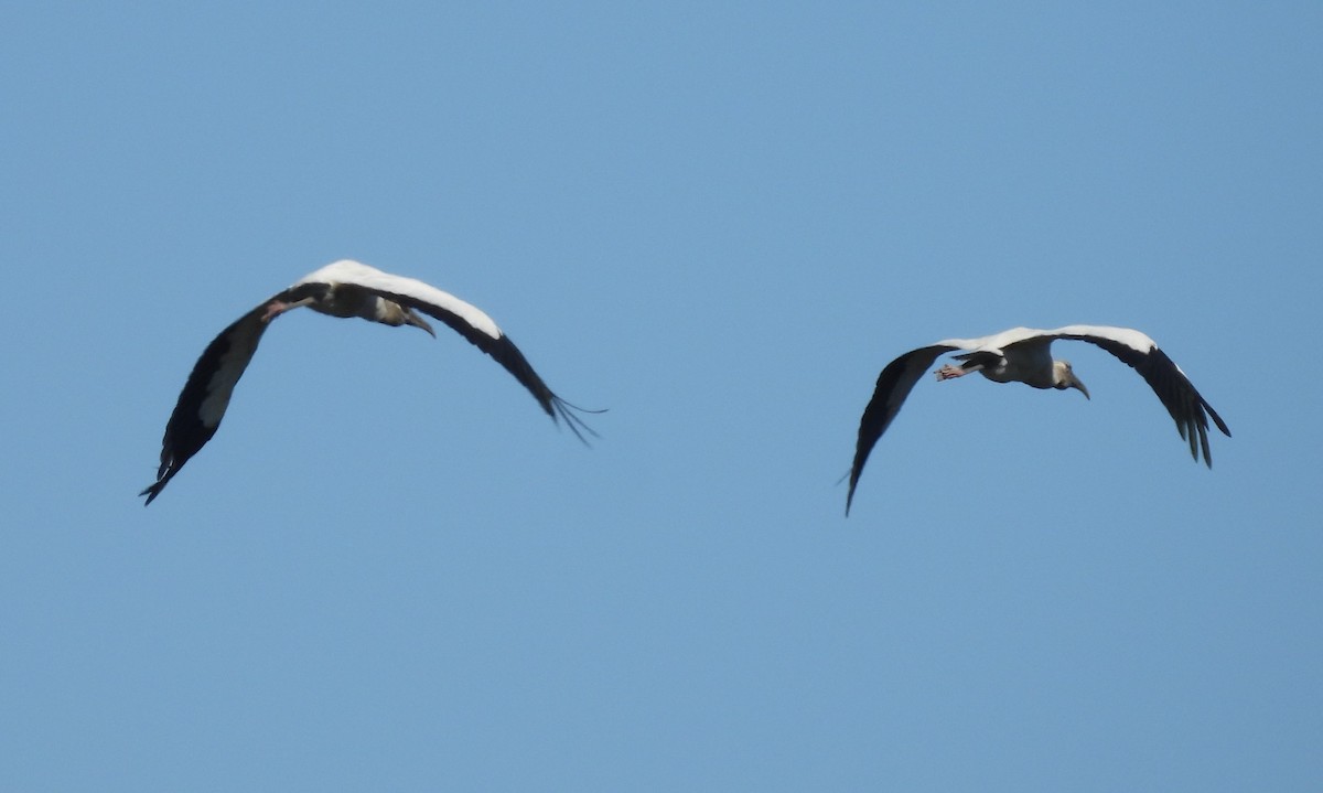 Wood Stork - ML496009991