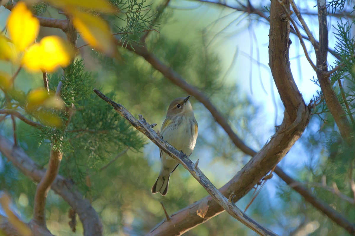 Yellow-rumped Warbler - ML496010081