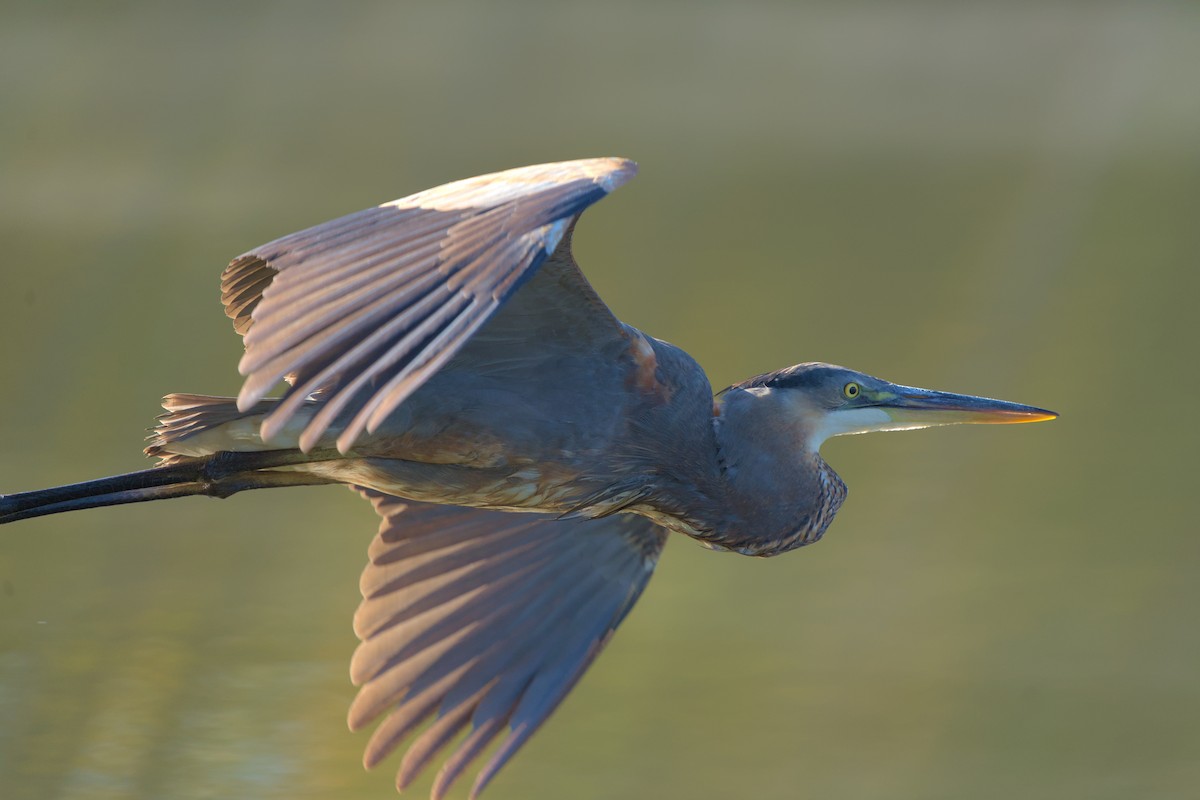 Great Blue Heron - ML496010201