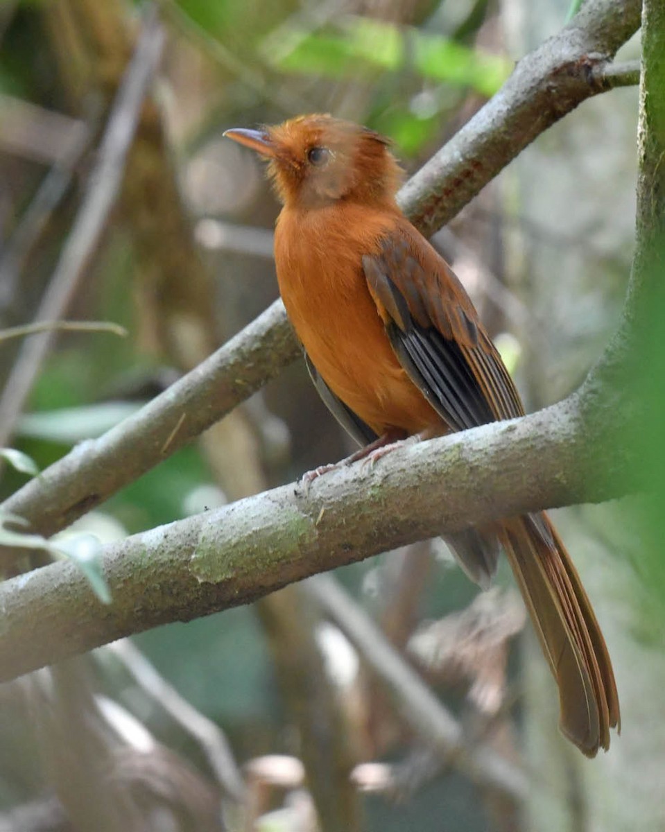 Rufous Twistwing - Tini & Jacob Wijpkema