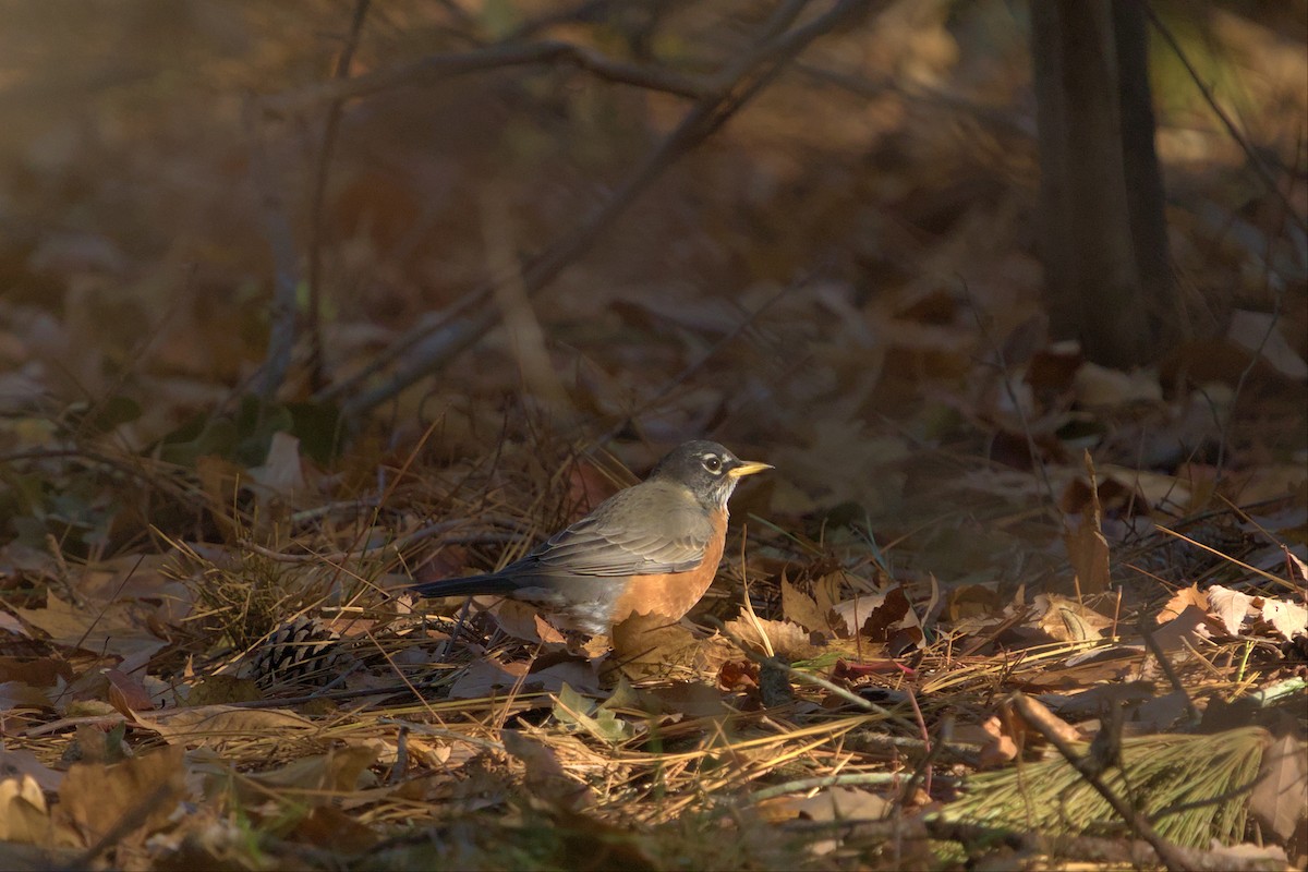 American Robin - ML496011611
