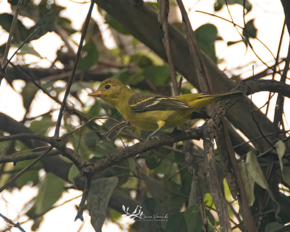 Western Tanager - ML496011881