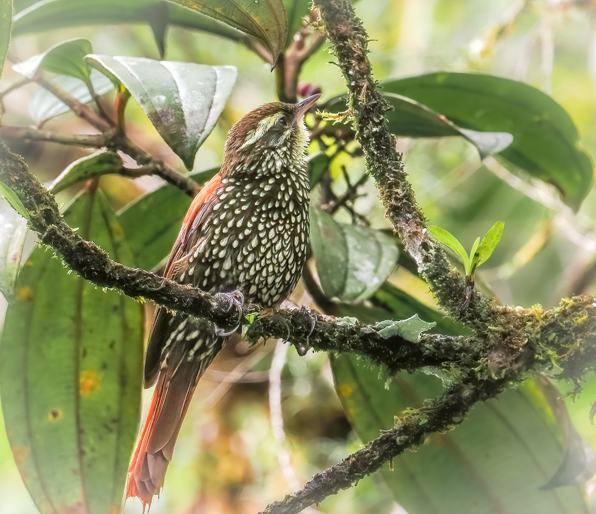 Anabasitte perlée - ML496013081