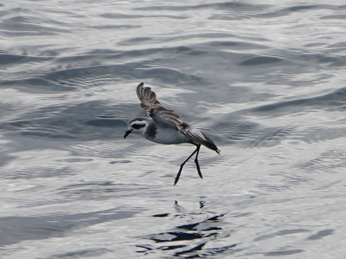 White-faced Storm-Petrel - ML496013351