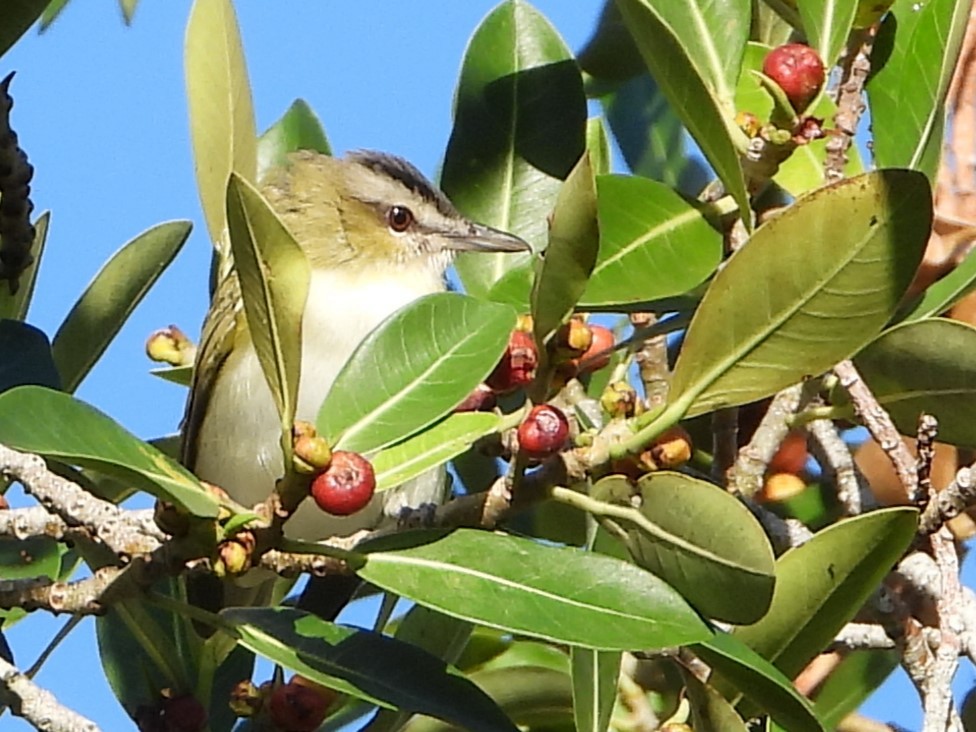 rødøyevireo - ML496014681