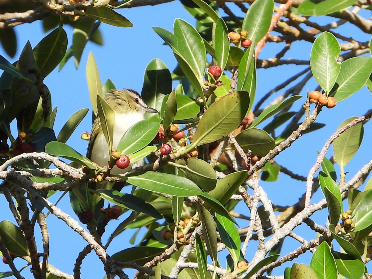 Kızıl Gözlü Vireo - ML496014691