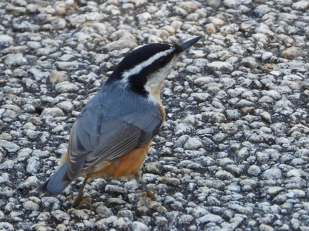 Red-breasted Nuthatch - ML496014761