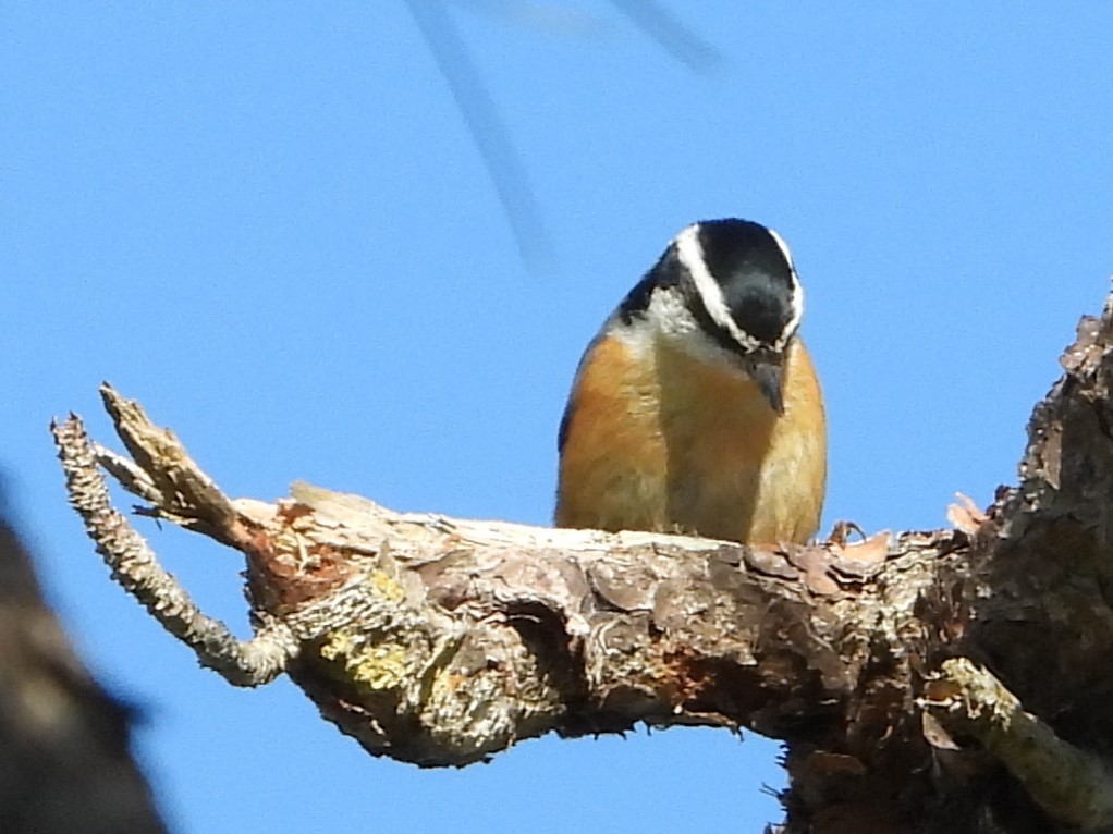 Red-breasted Nuthatch - ML496014781