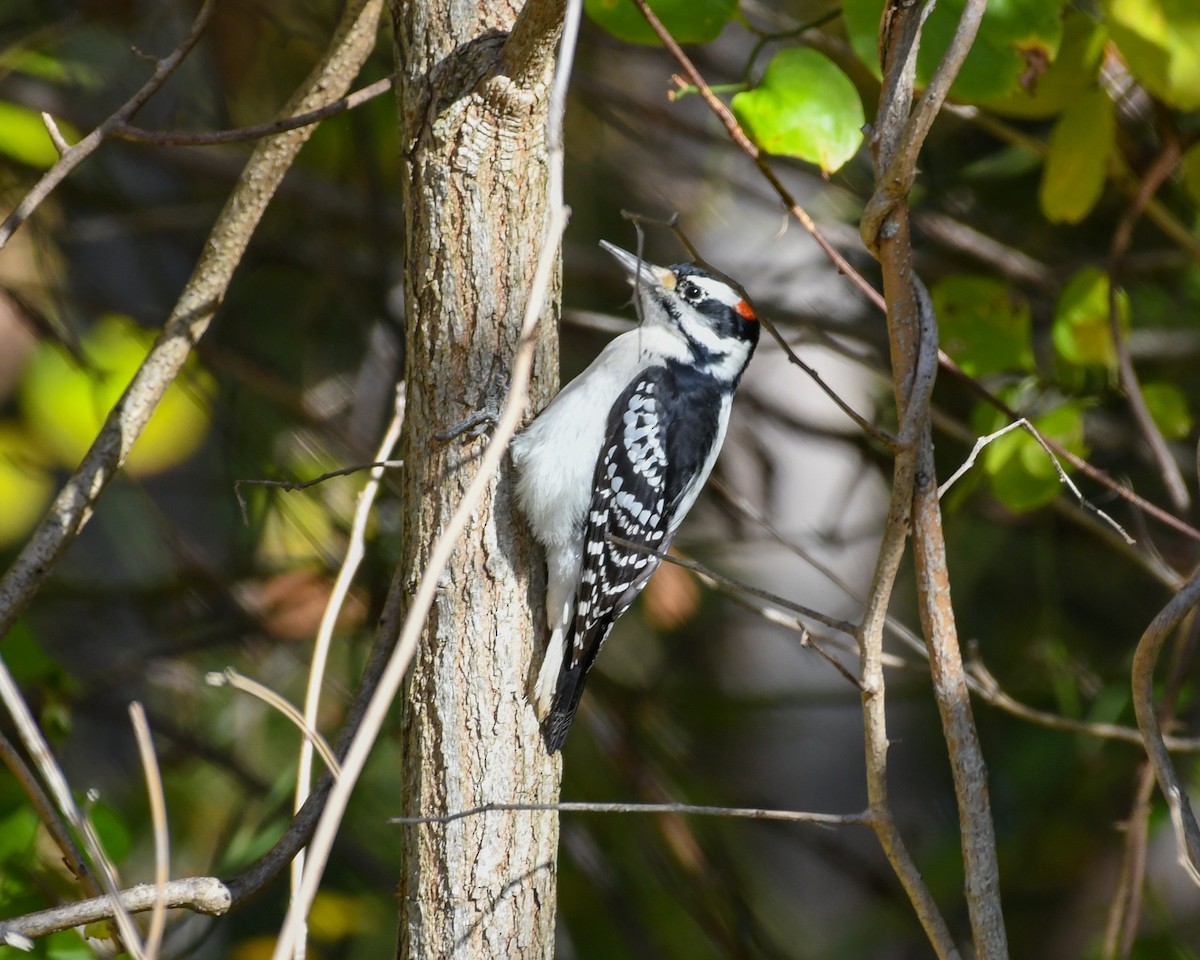 Hairy Woodpecker - Corey Leamy