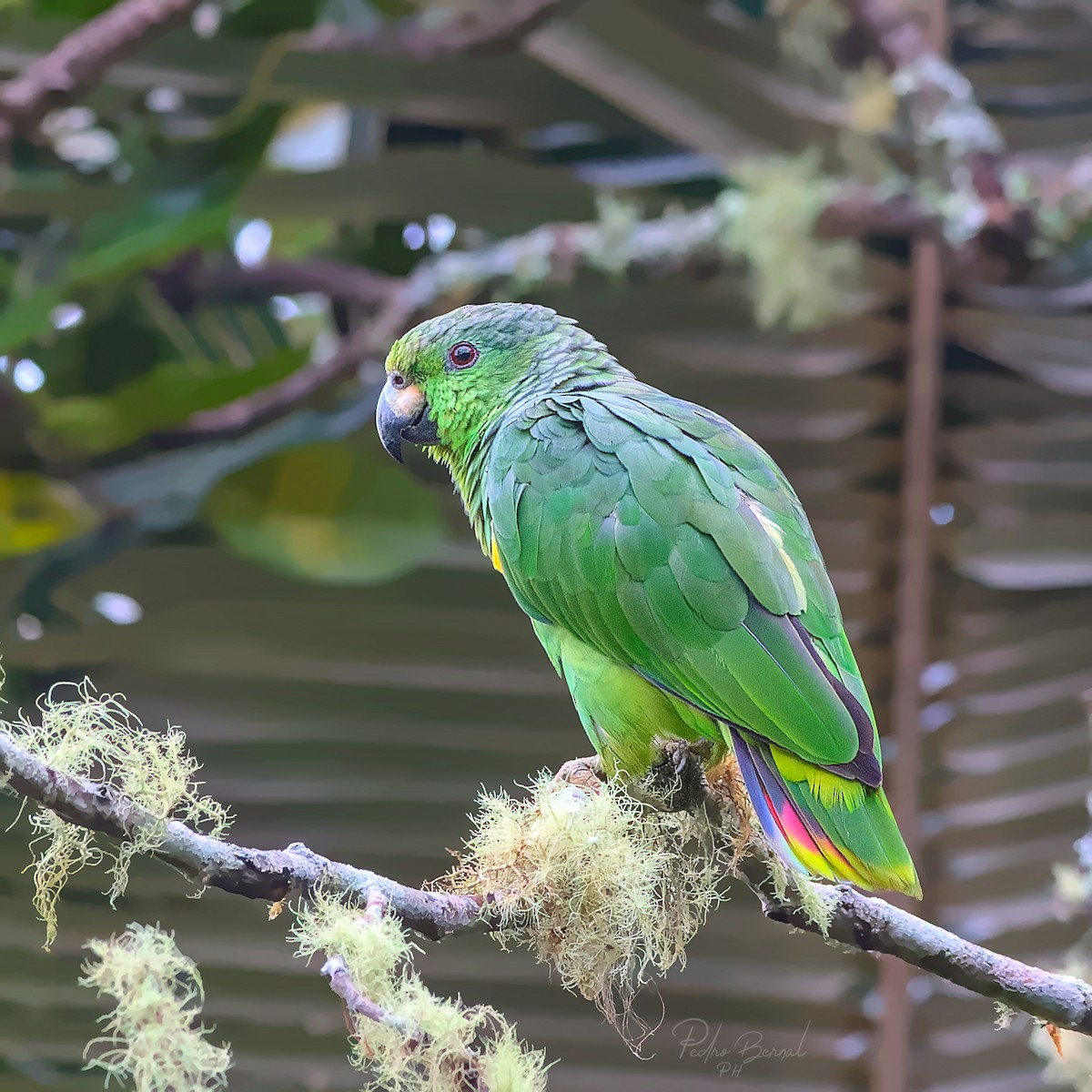 Amazona Mercenaria - ML496016621