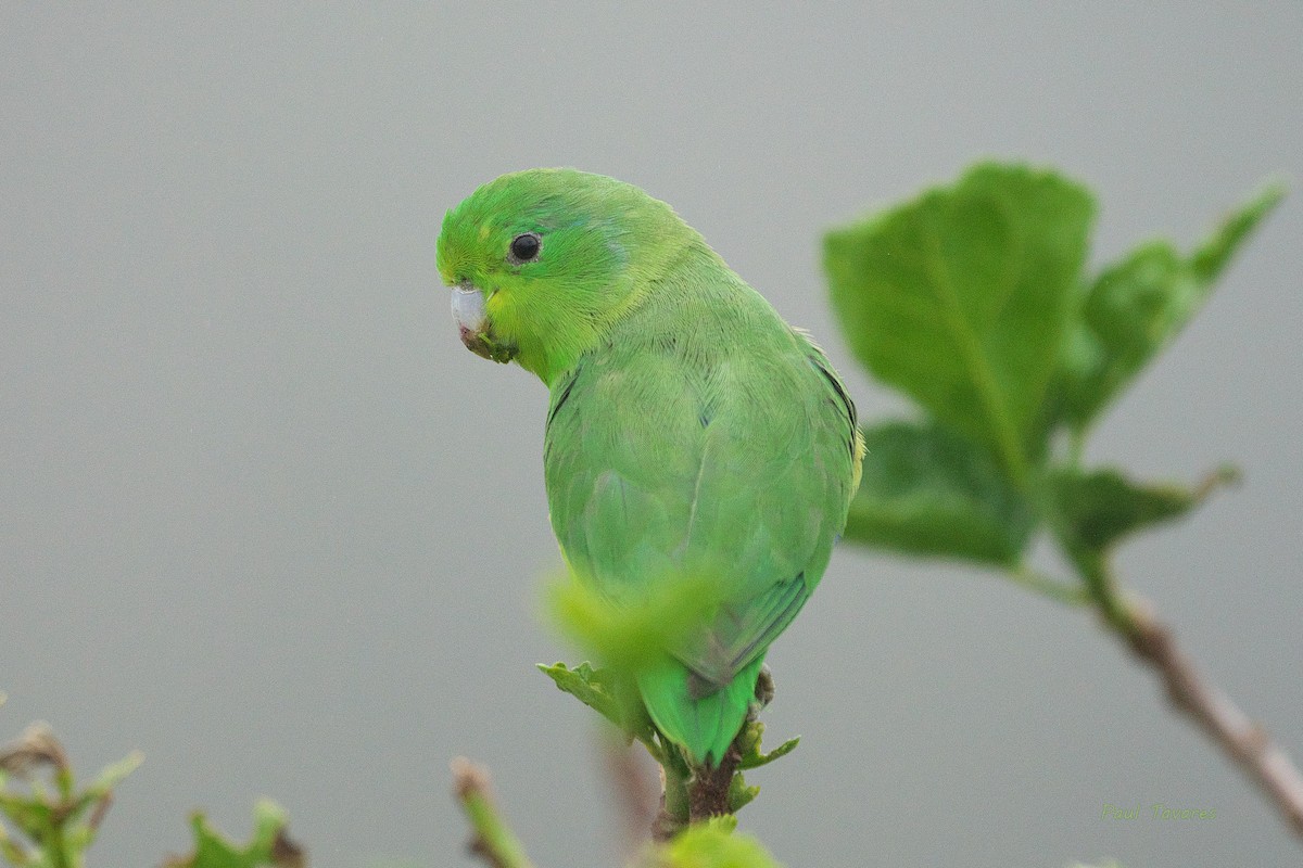 Cobalt-rumped Parrotlet - ML496018901