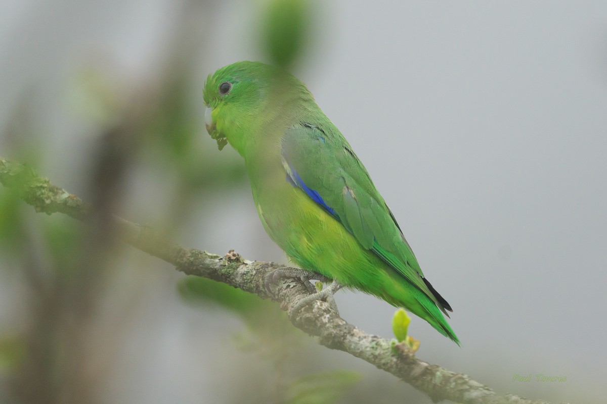 Cobalt-rumped Parrotlet - Paul Tavares