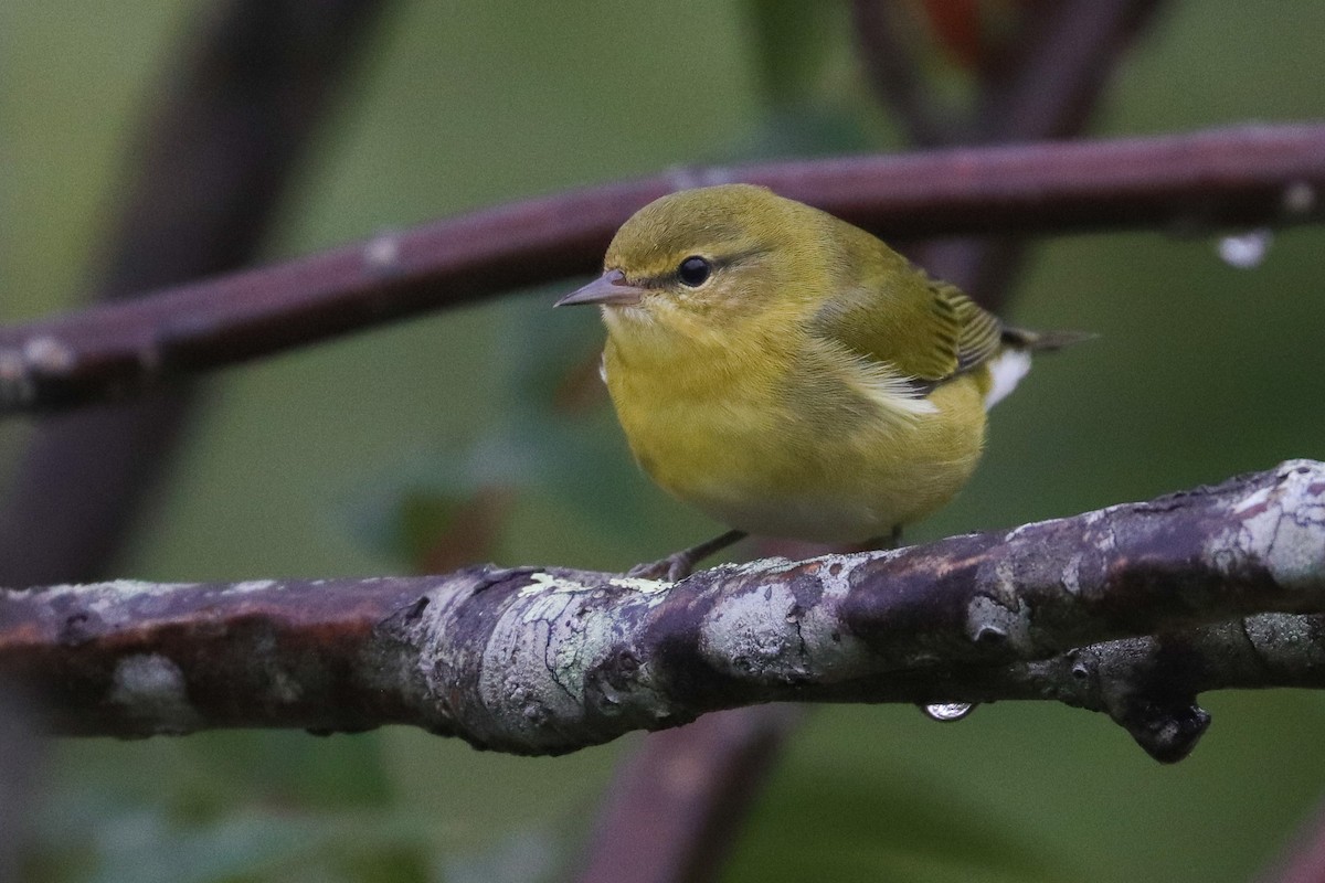 Tennessee Warbler - ML496019721