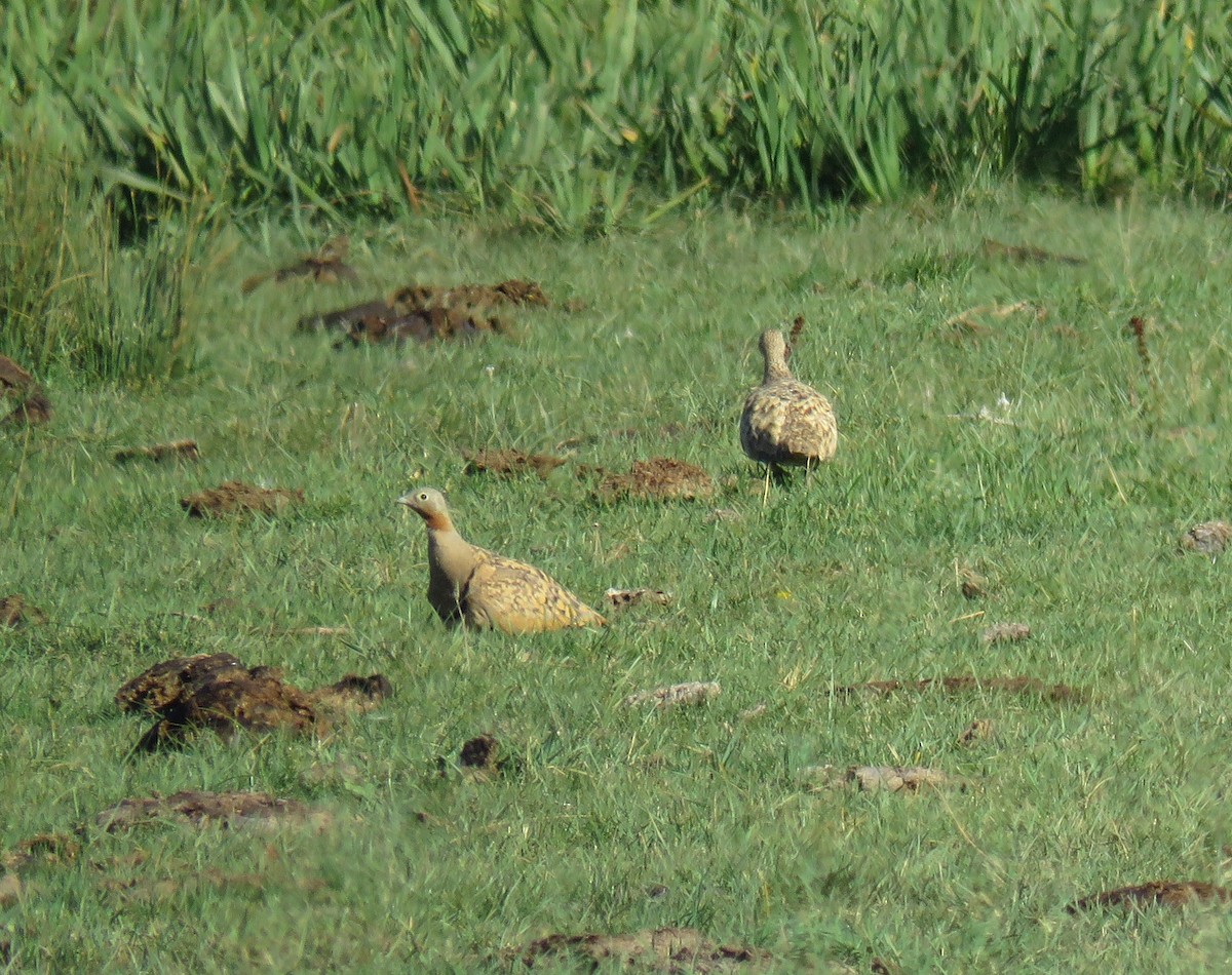 Black-bellied Sandgrouse - ML496020181