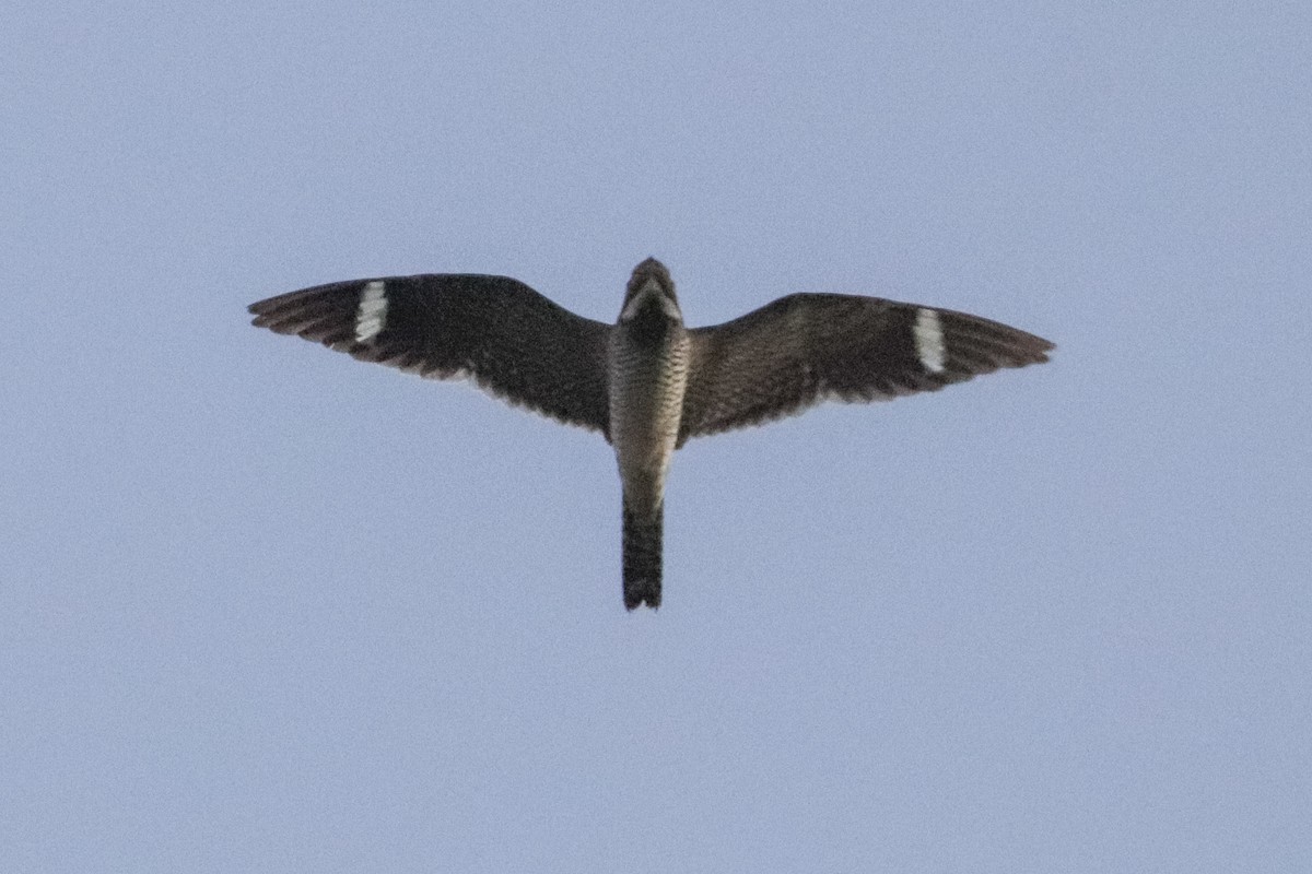 Common Nighthawk - ML496020561