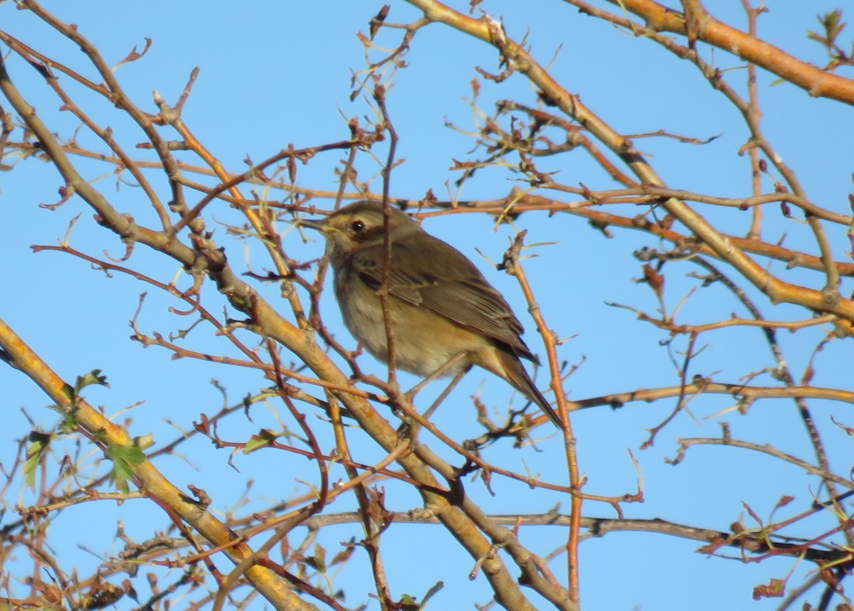 Bluethroat - ML496020581