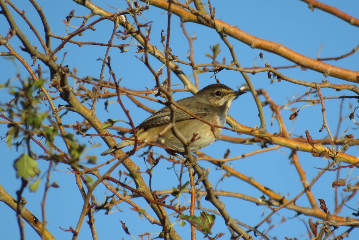 Bluethroat - ML496020591