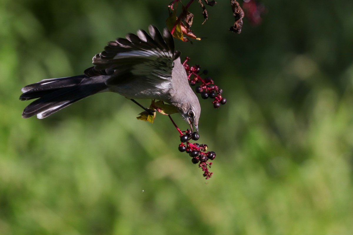 Northern Mockingbird - ML496020791