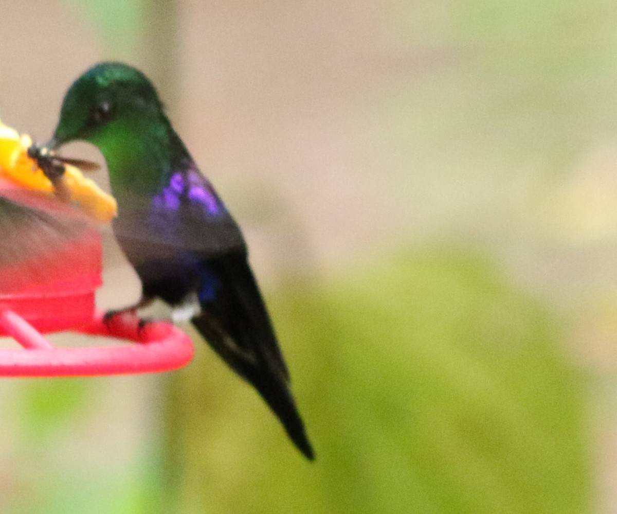 Crowned Woodnymph (Green-crowned/Emerald-bellied) - ML496020961