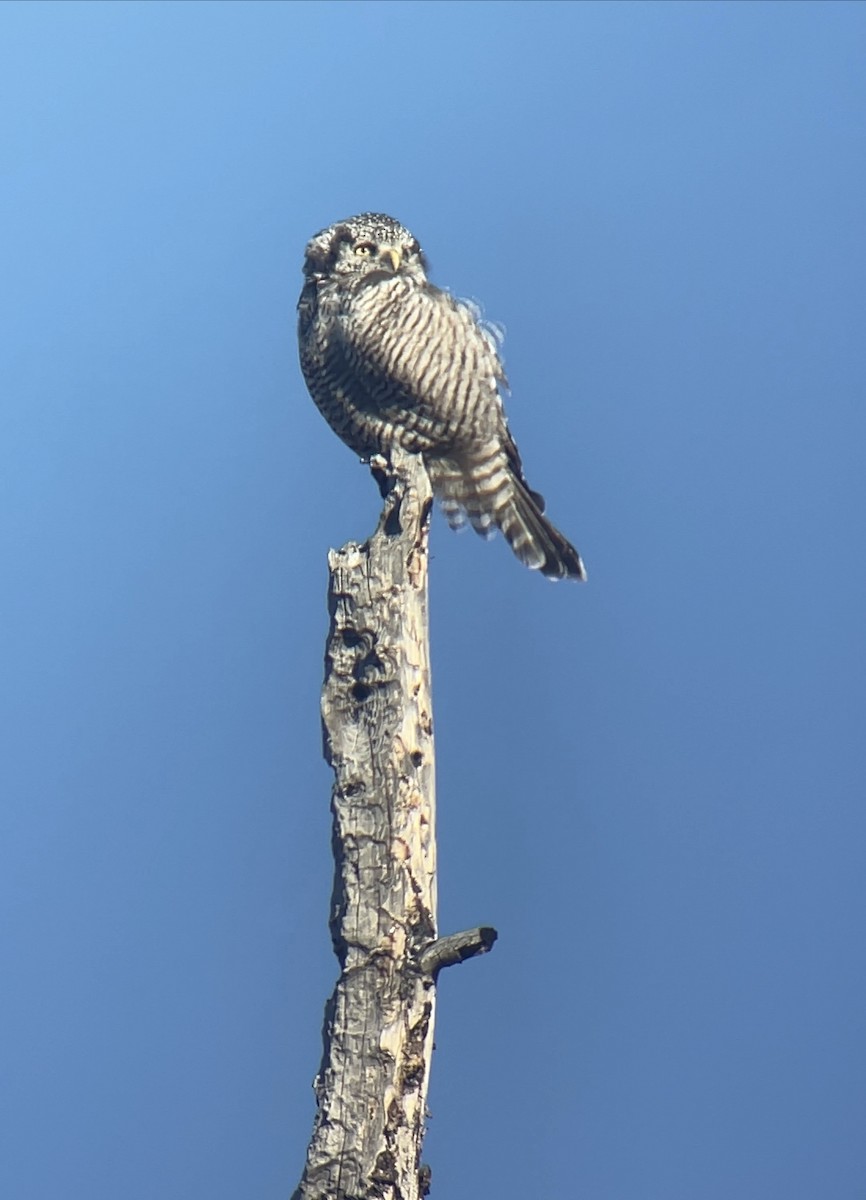 Northern Hawk Owl - Adam Brubaker