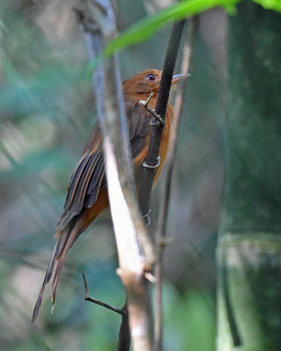 Rufous Twistwing - ML496021911