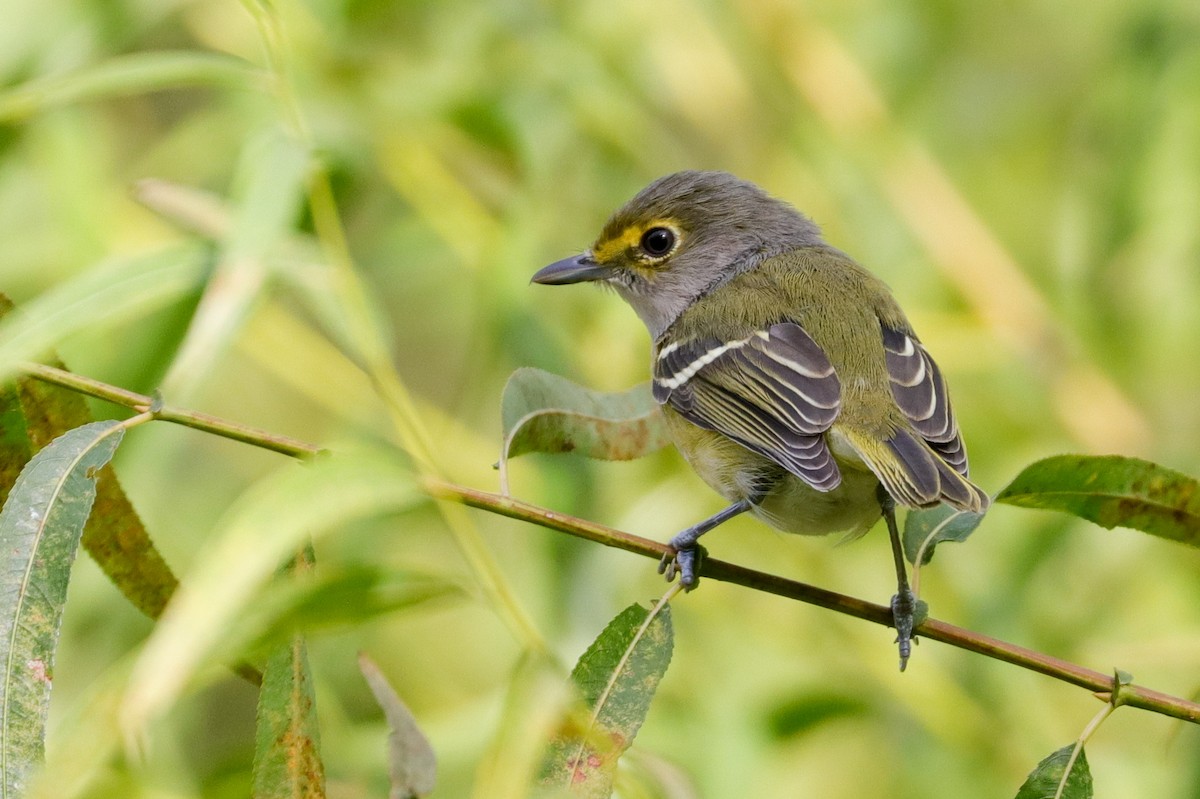 Vireo Ojiblanco - ML496022711