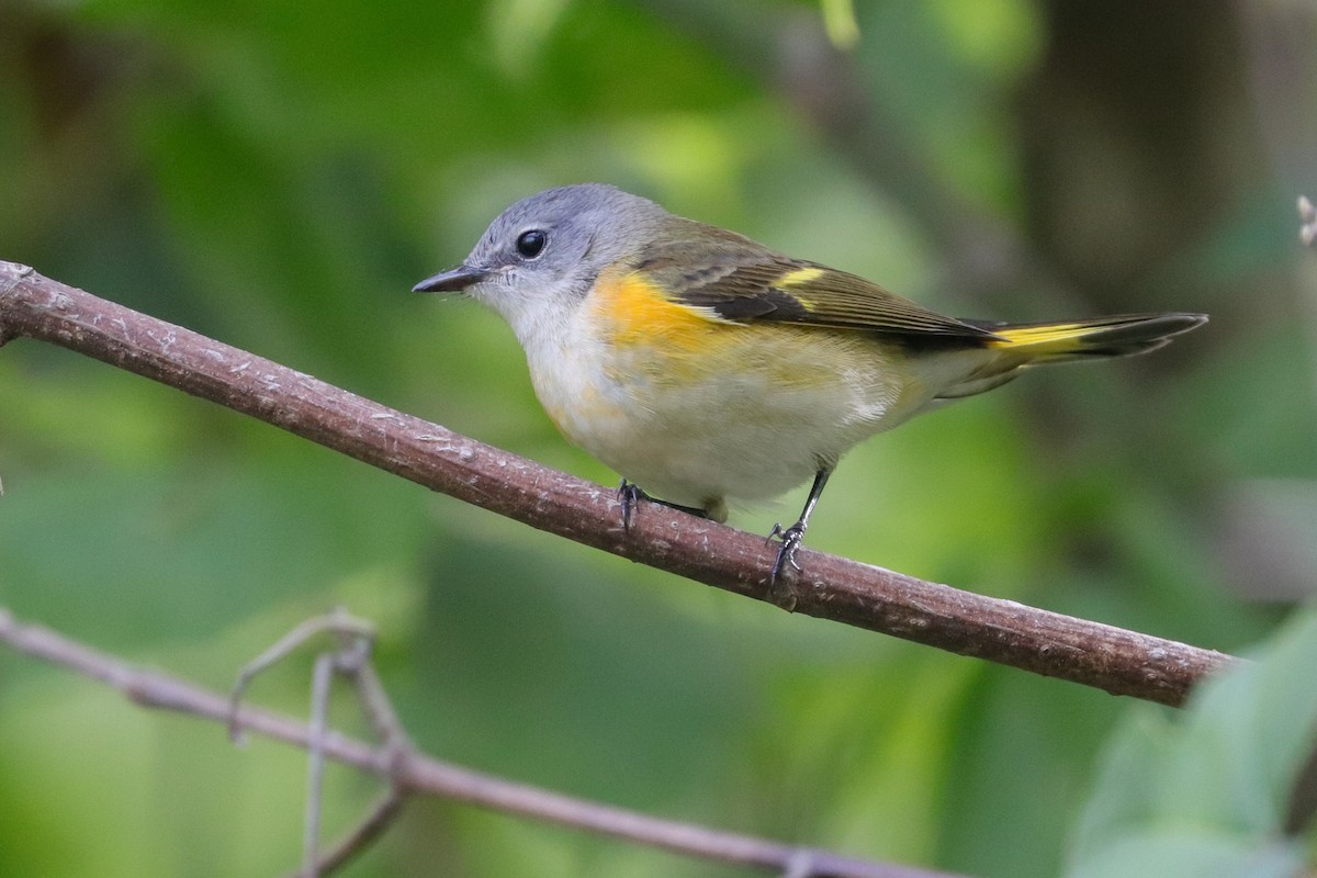 American Redstart - Martina Nordstrand