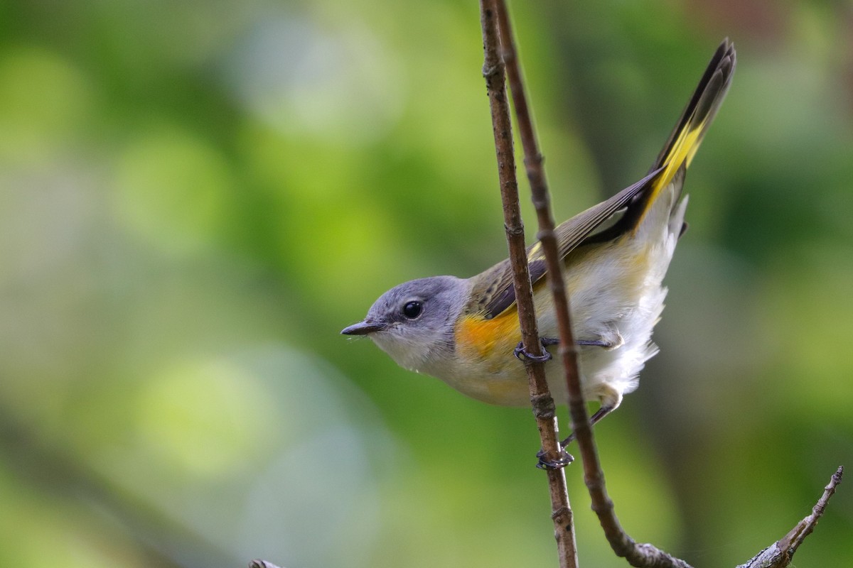 American Redstart - Martina Nordstrand