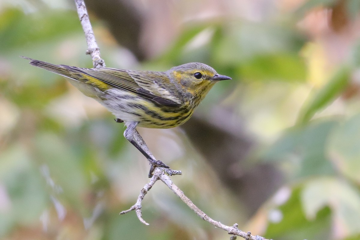 Cape May Warbler - Martina Nordstrand