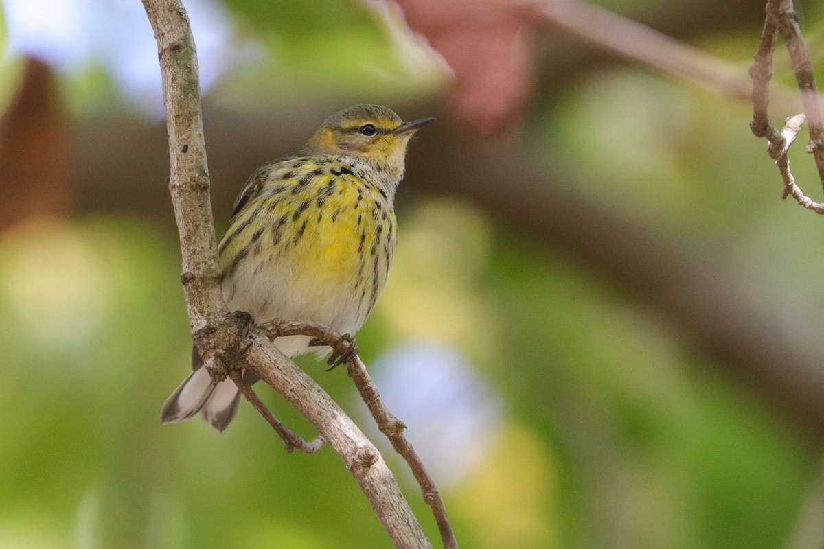 Cape May Warbler - Martina Nordstrand