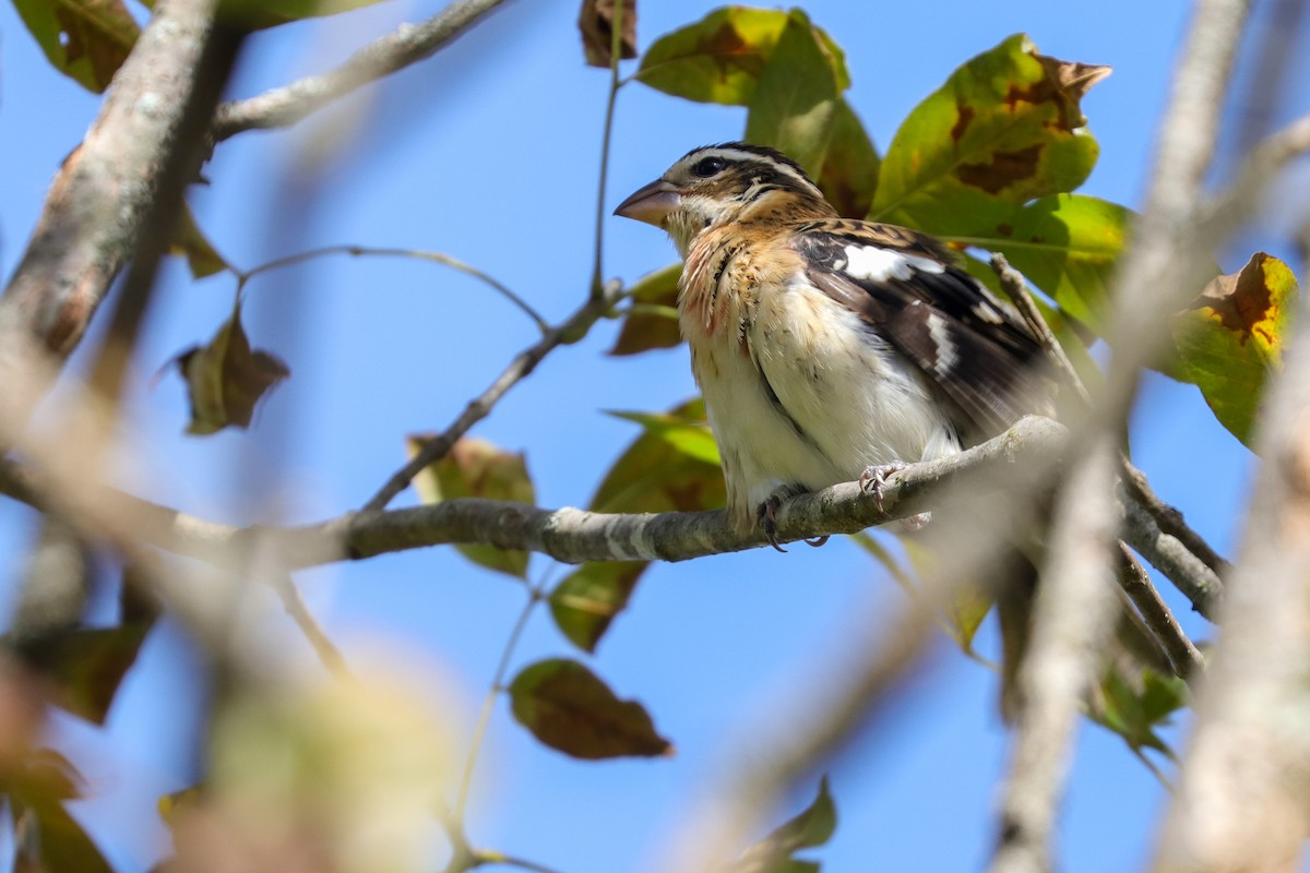 Rose-breasted Grosbeak - Martina Nordstrand