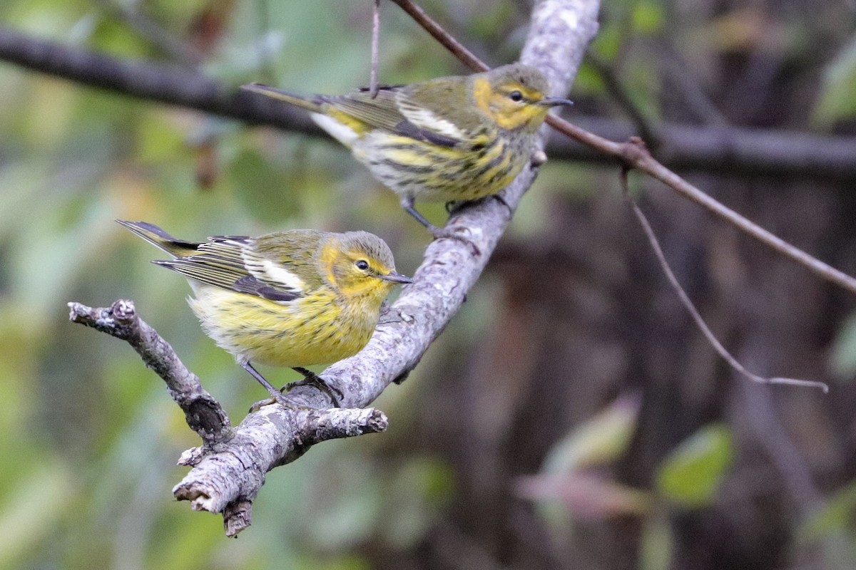 Cape May Warbler - Martina Nordstrand