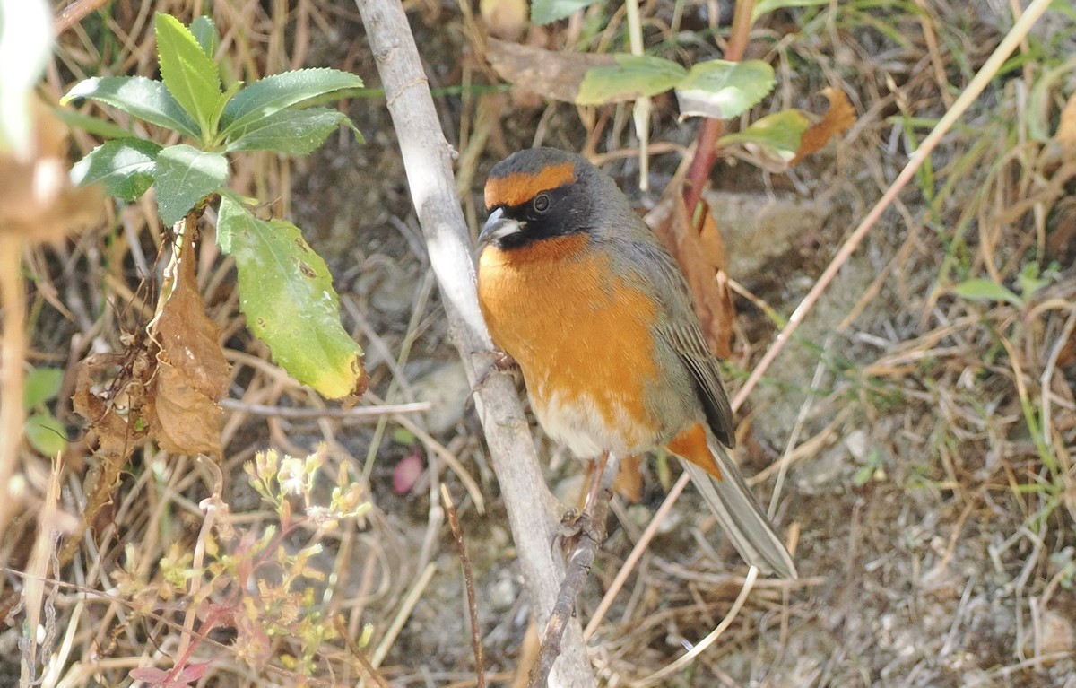 Rufous-breasted Warbling Finch - Scott (瑞興) LIN(林)