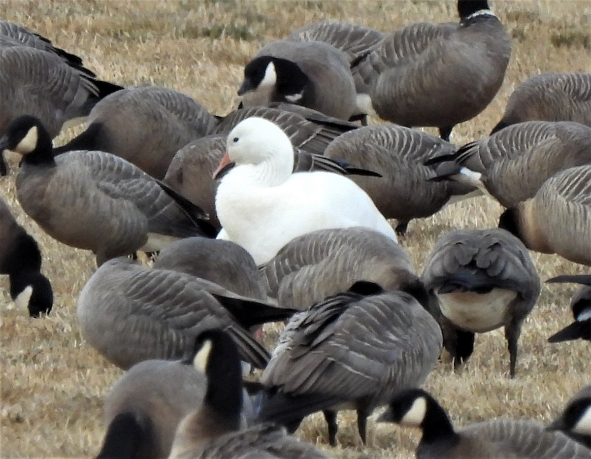 Snow Goose - ML496023551