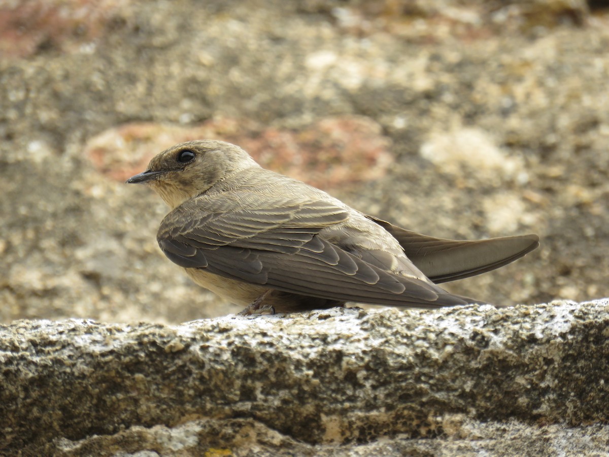 Hirondelle de rochers - ML496023731