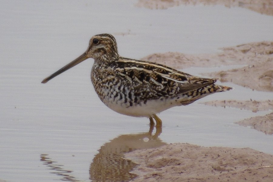 Wilson's Snipe - ML49602381