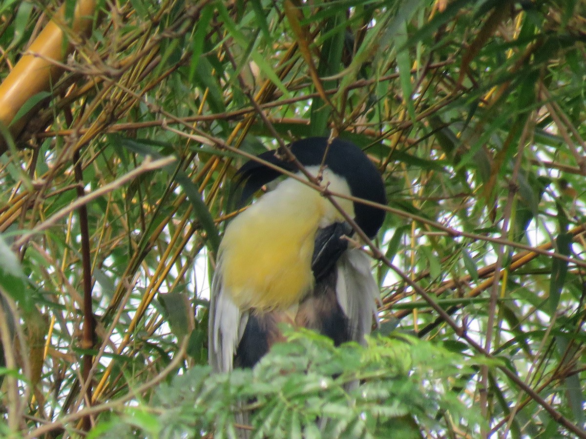 Boat-billed Heron - ML496025411