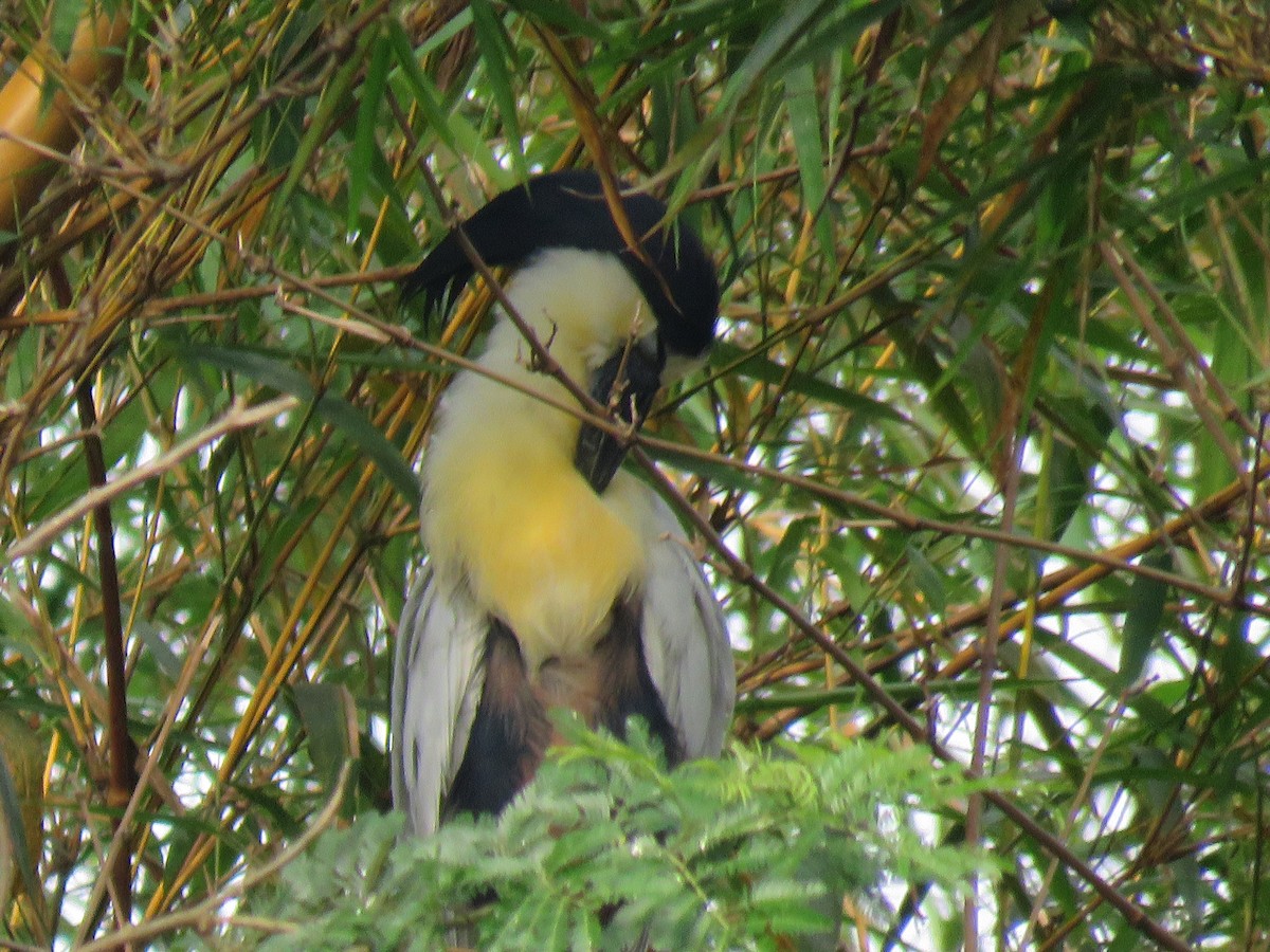 Boat-billed Heron - ML496025611