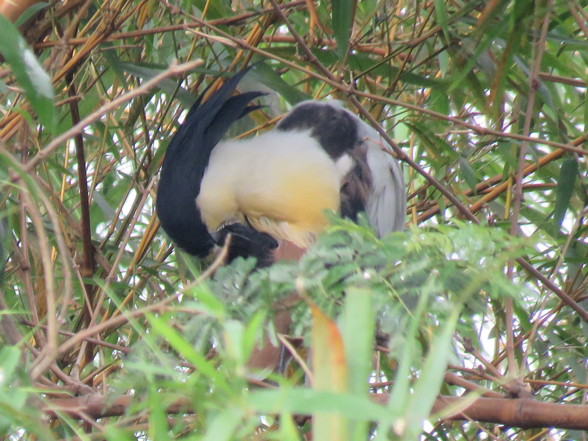 Boat-billed Heron - ML496025631