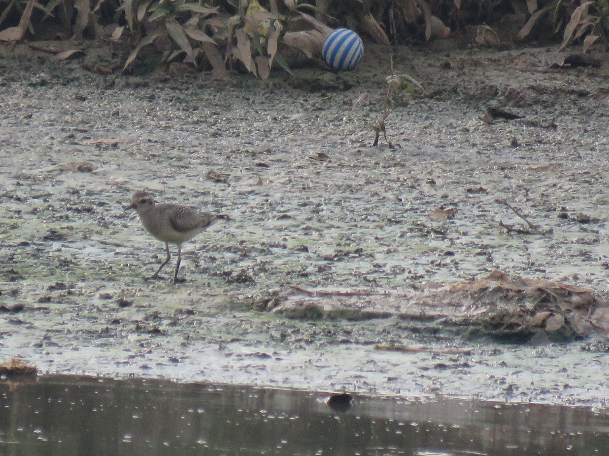 American Golden-Plover - ML496026501