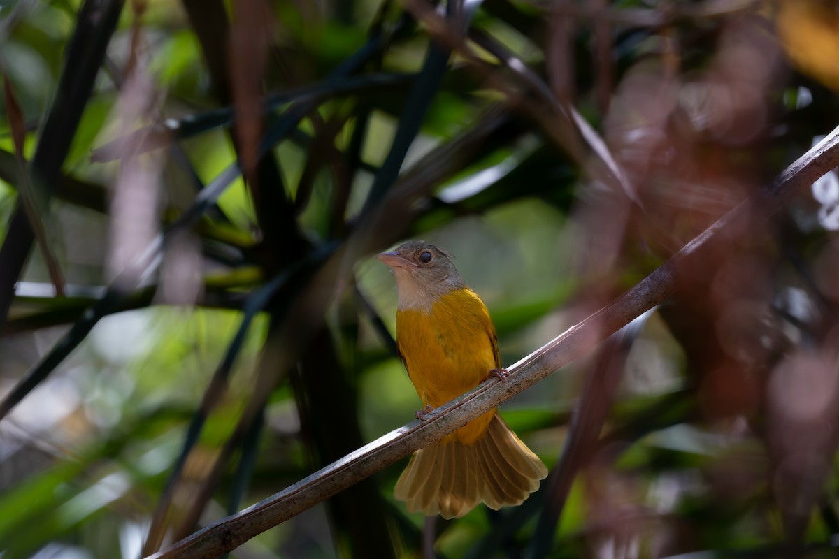 Gray-headed Tanager (Gray-headed) - ML496026661