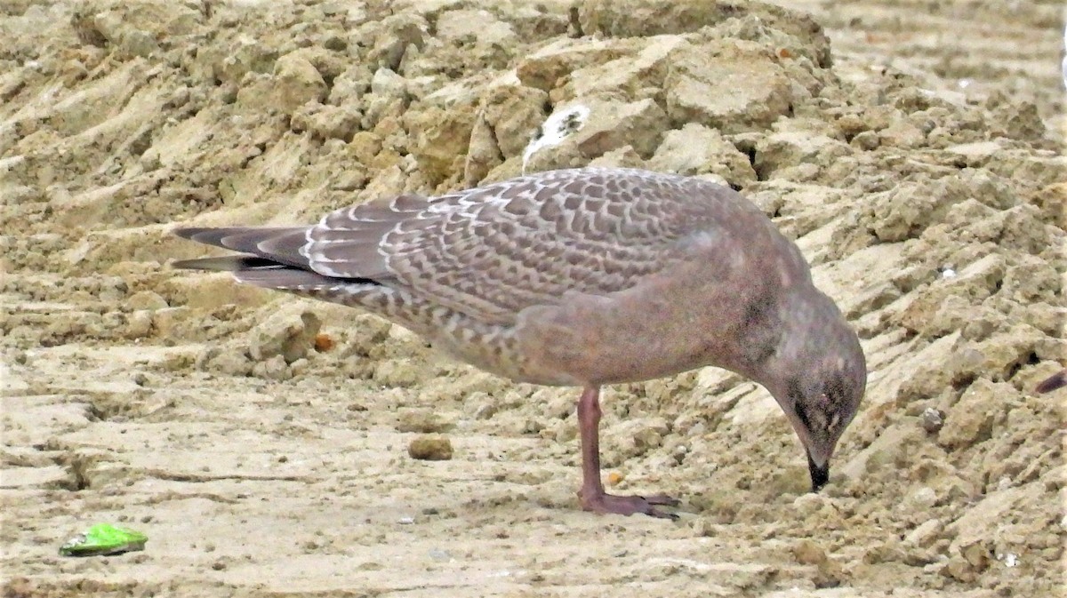 Iceland Gull (Thayer's) - ML496026851