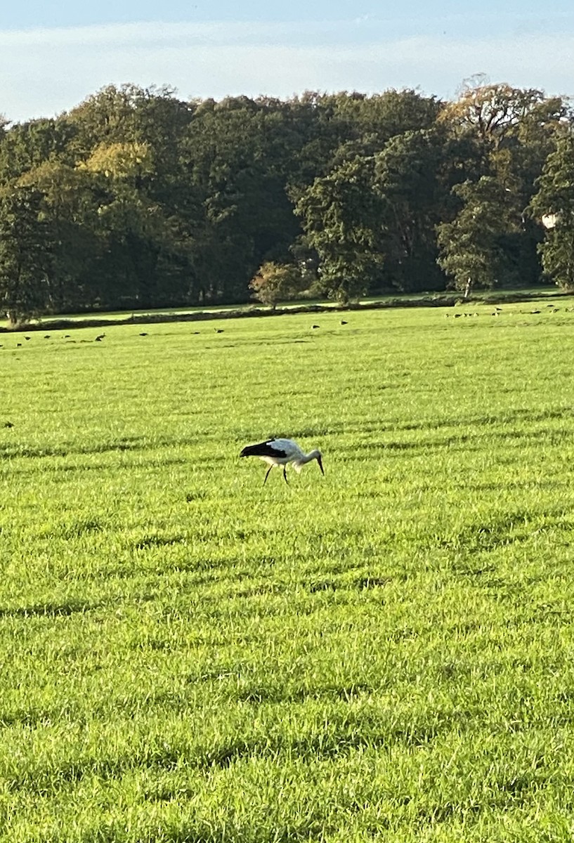 White Stork - ML496027331